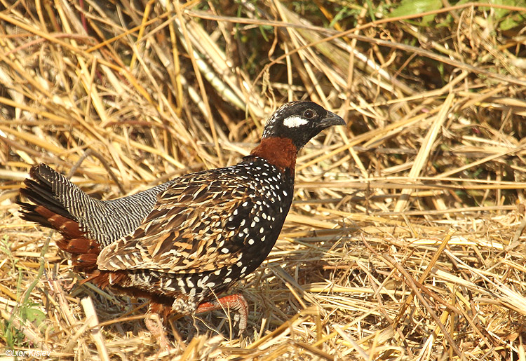   Black Francolin Francolinus francolinus ,Btecha                      ,Jordan Valley,Israel.30-05-11.Lior Kislev               